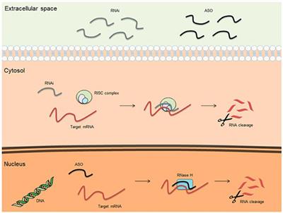 Multidisciplinary amyloidosis care in the era of personalized medicine